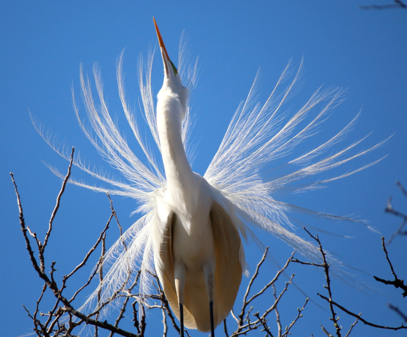 Arjun Bird Presents: The UT Southwestern Bird Rookery